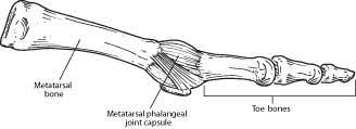 Image of toe bone skeleton