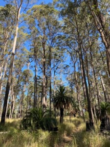 A photo looking up through the tall trees to the canapy.