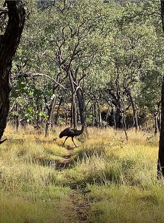 A photo of an emu in amongst the trees and shrubbery at Carnarvon National Park